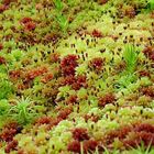 mosses