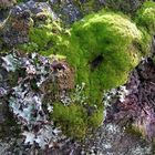 Mosses on tree