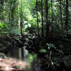 Mossman Gorge