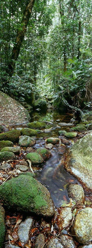 Mossman Gorge