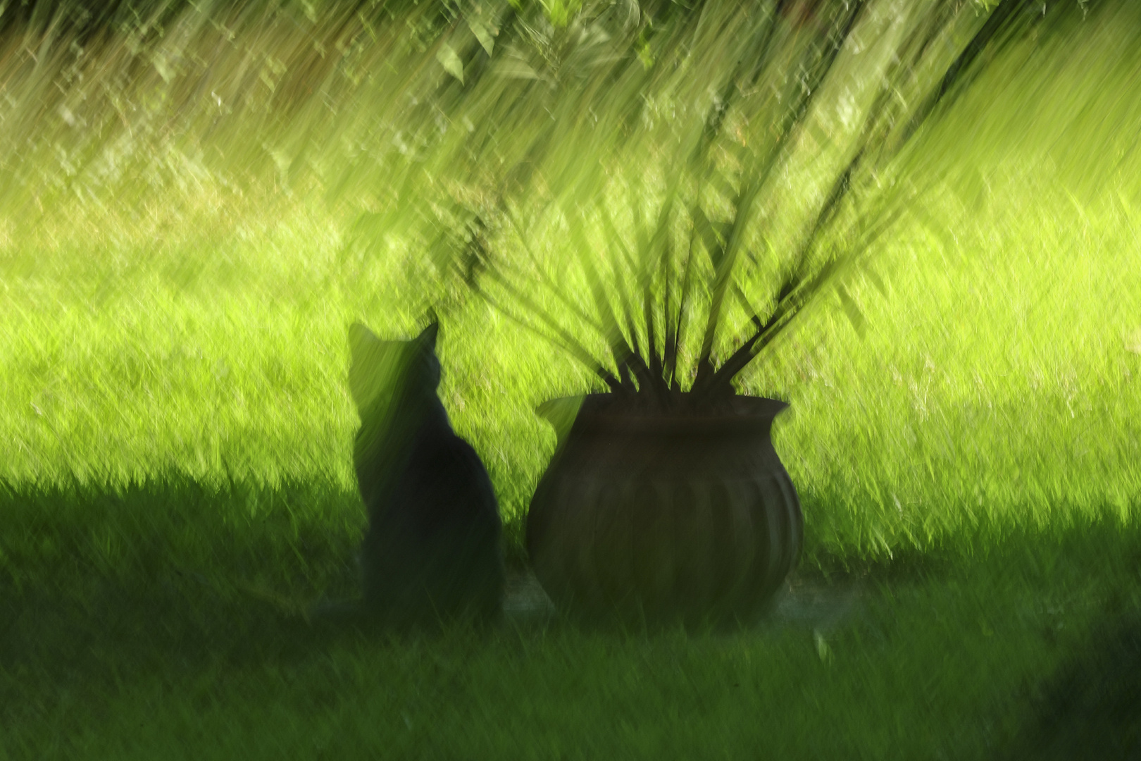 mosso di gatto in un pomeriggio di mezza estate