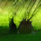 mosso di gatto in un pomeriggio di mezza estate