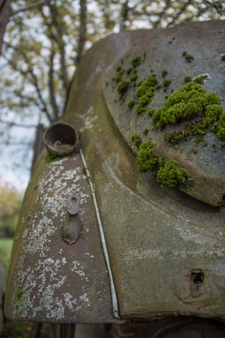 mossy bottom