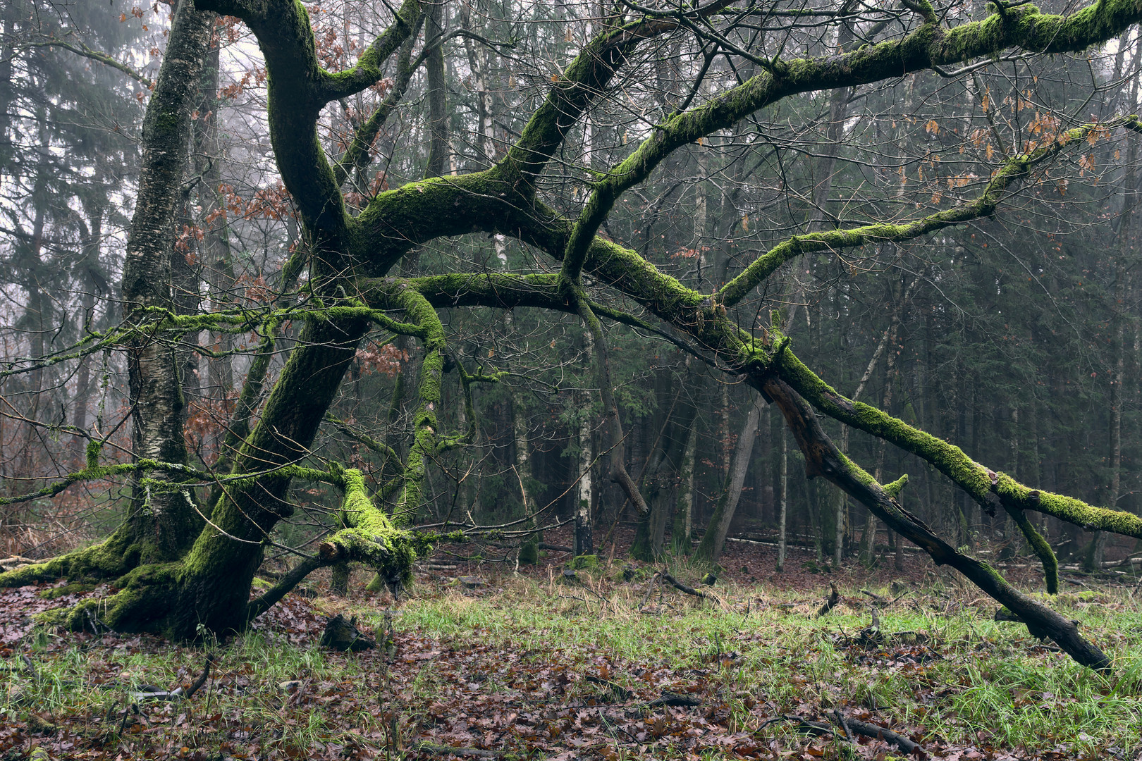 "Mossy Claw"