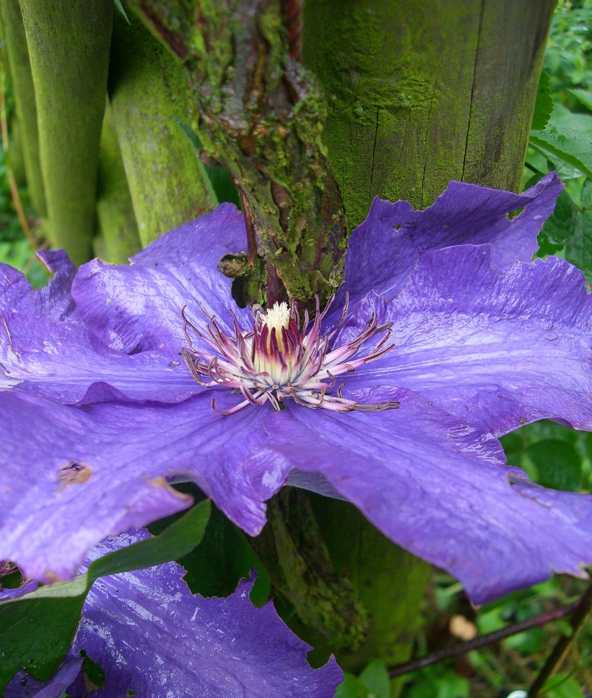 mossy clematis