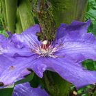 mossy clematis