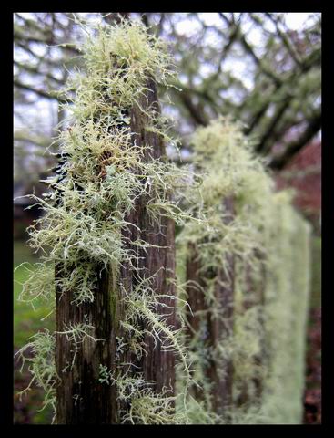 Mossy Fence