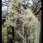Mossy Fence