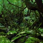 Mossy Forest