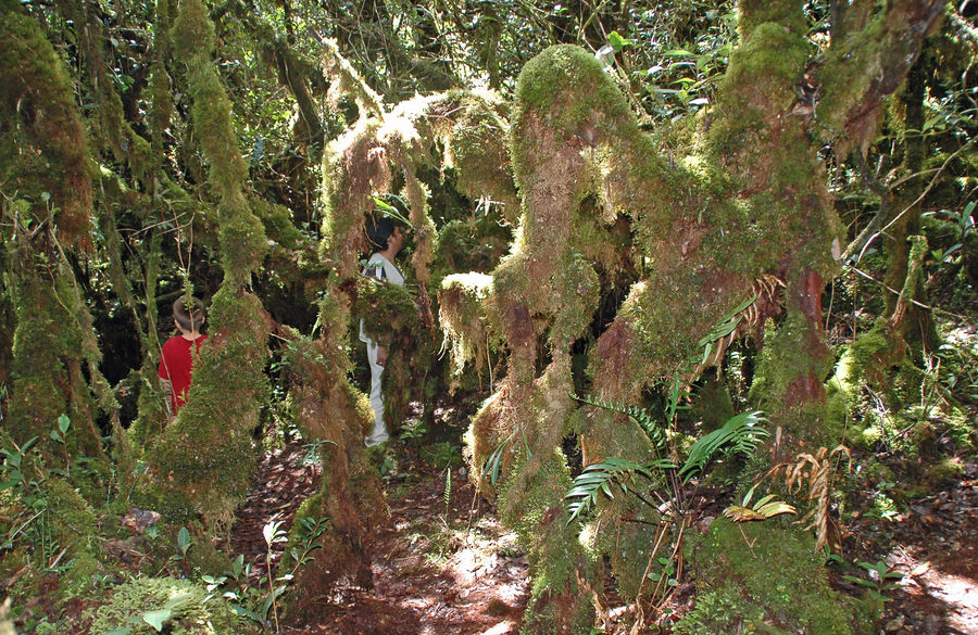 "Mossy Forest"