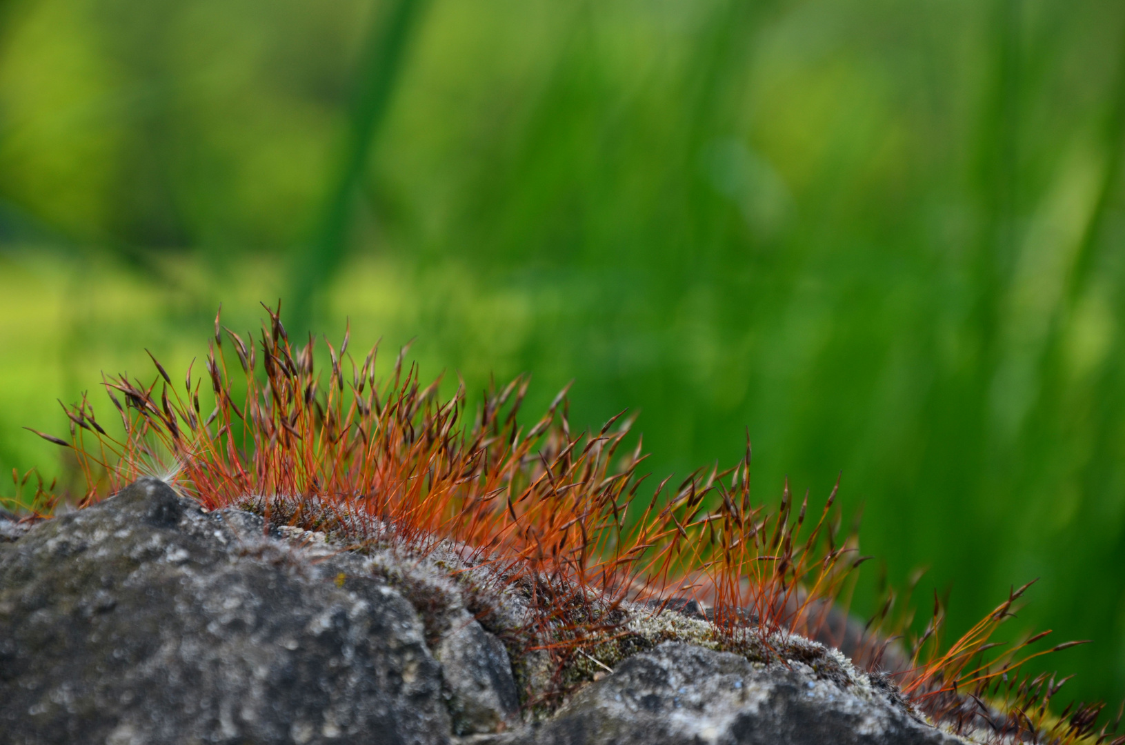 Mossy lifecycle --- Sporophyte of a Bryophyte