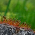 Mossy lifecycle --- Sporophyte of a Bryophyte