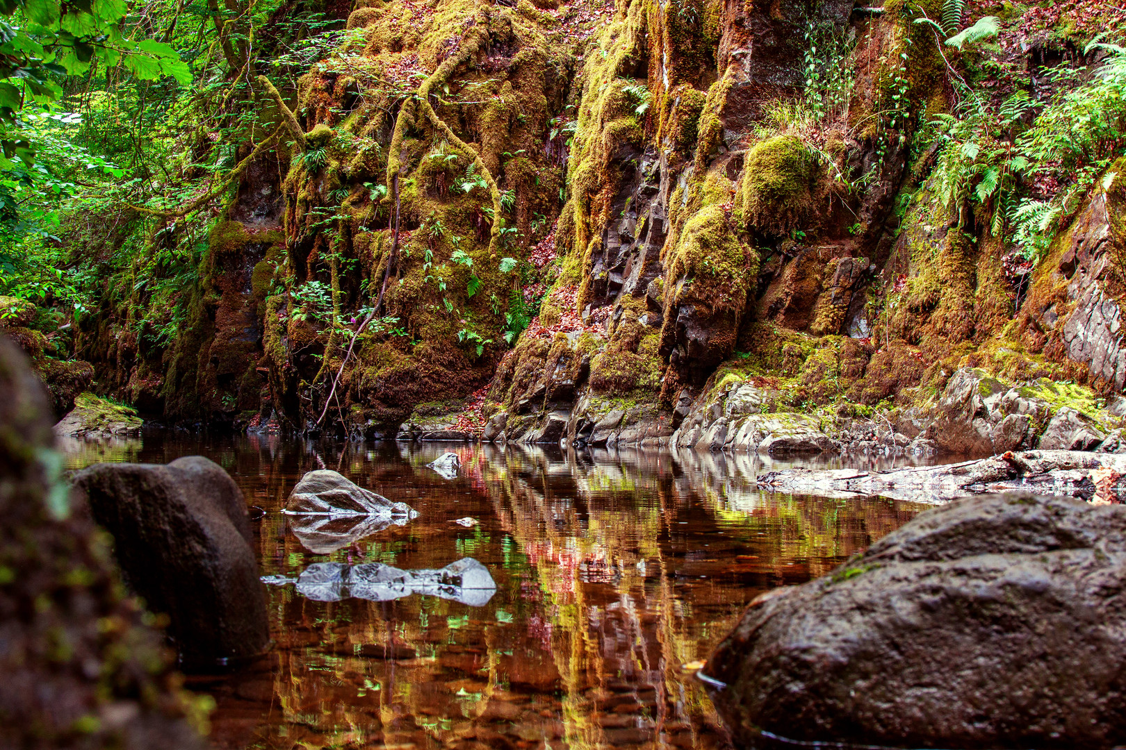 mossy seascape