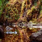 mossy seascape