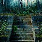 Mossy stairs