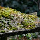 Mossy Stone