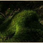 mossy stump