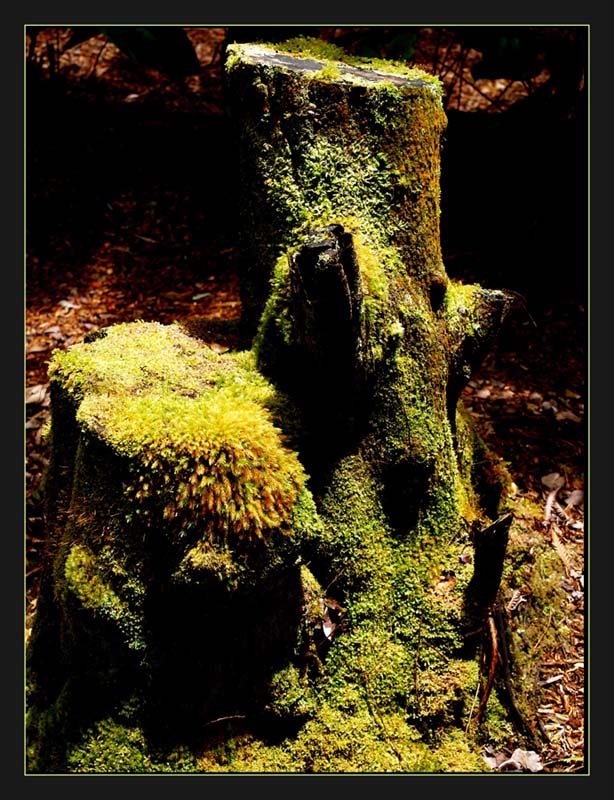 Mossy Stump