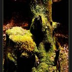 Mossy Stump