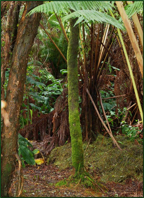 Mossy Tree