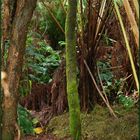 Mossy Tree