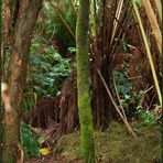 Mossy Tree