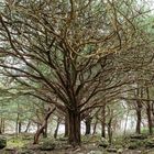 Mossy Woods Nature Trail in Killarney