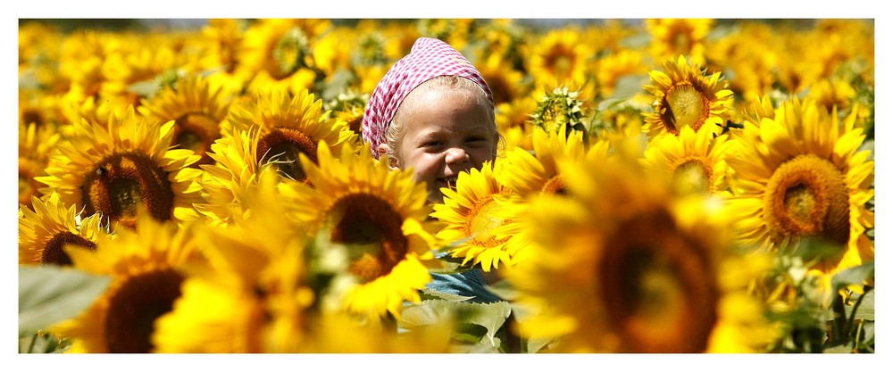 Most beautiful sunflower!