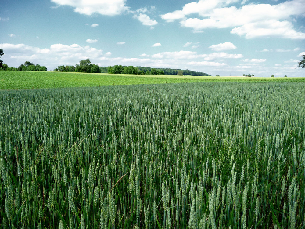 Most grain under blue sky