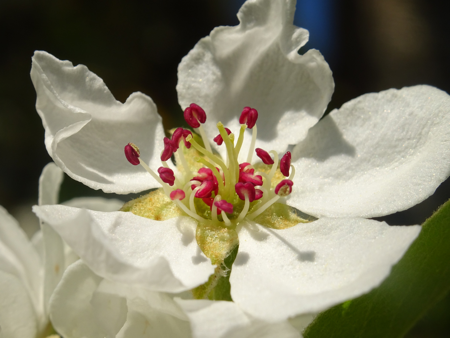 Mostbirnbaum Blüte