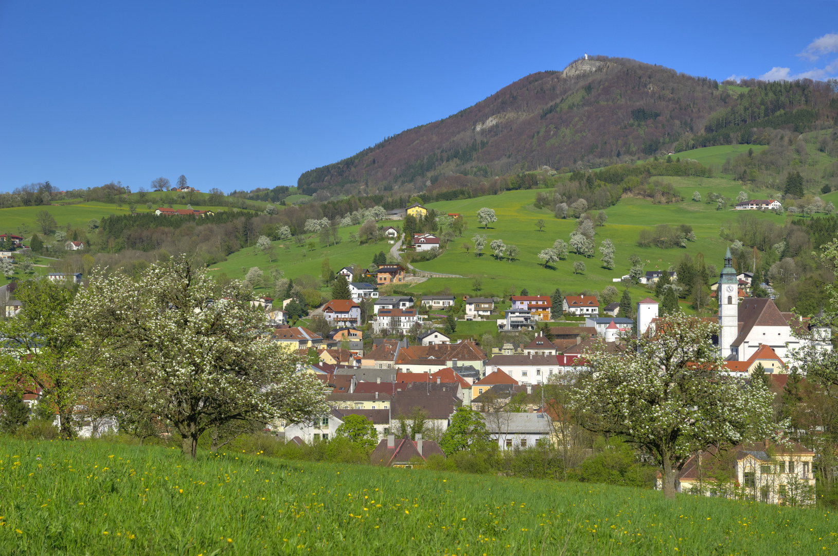 Mostfrühling in Scheibbs