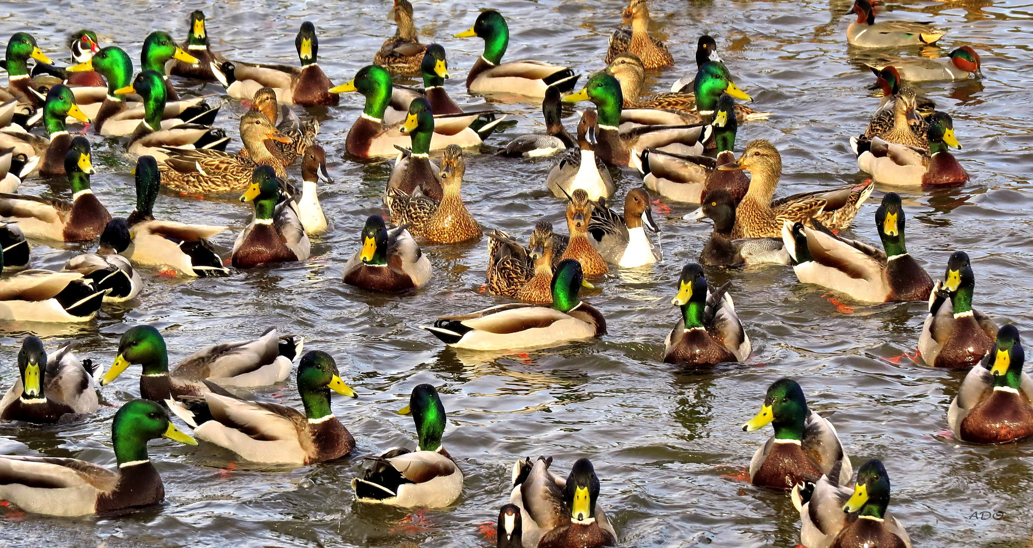 Mostly Mallards