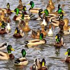 Mostly Mallards