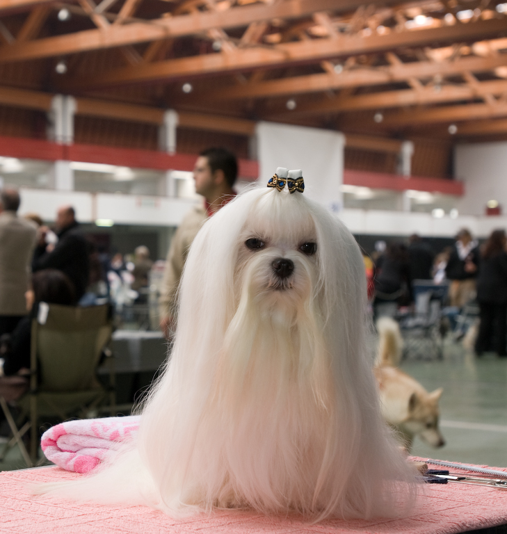 Mostra canina 2008