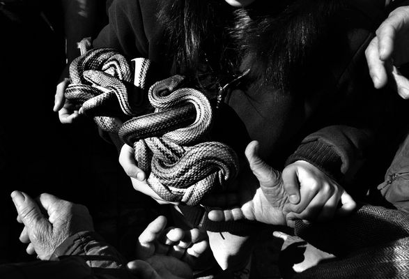 Mostra collettiva Menghi-Orsini-Pavone "I serpari di Cocullo" - 13.