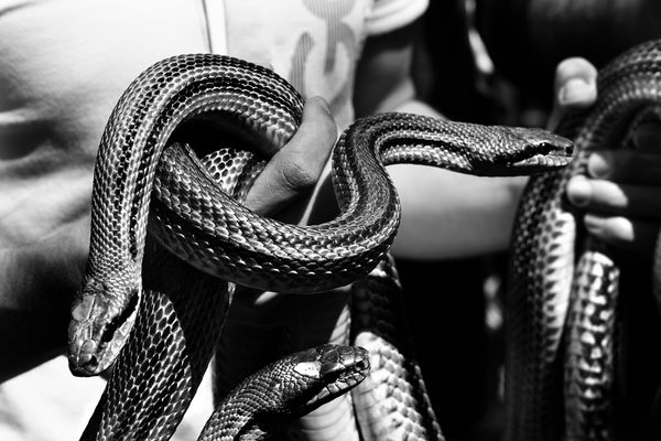 Mostra collettiva Menghi-Orsini-Pavone "I serpari di Cocullo" - 6.