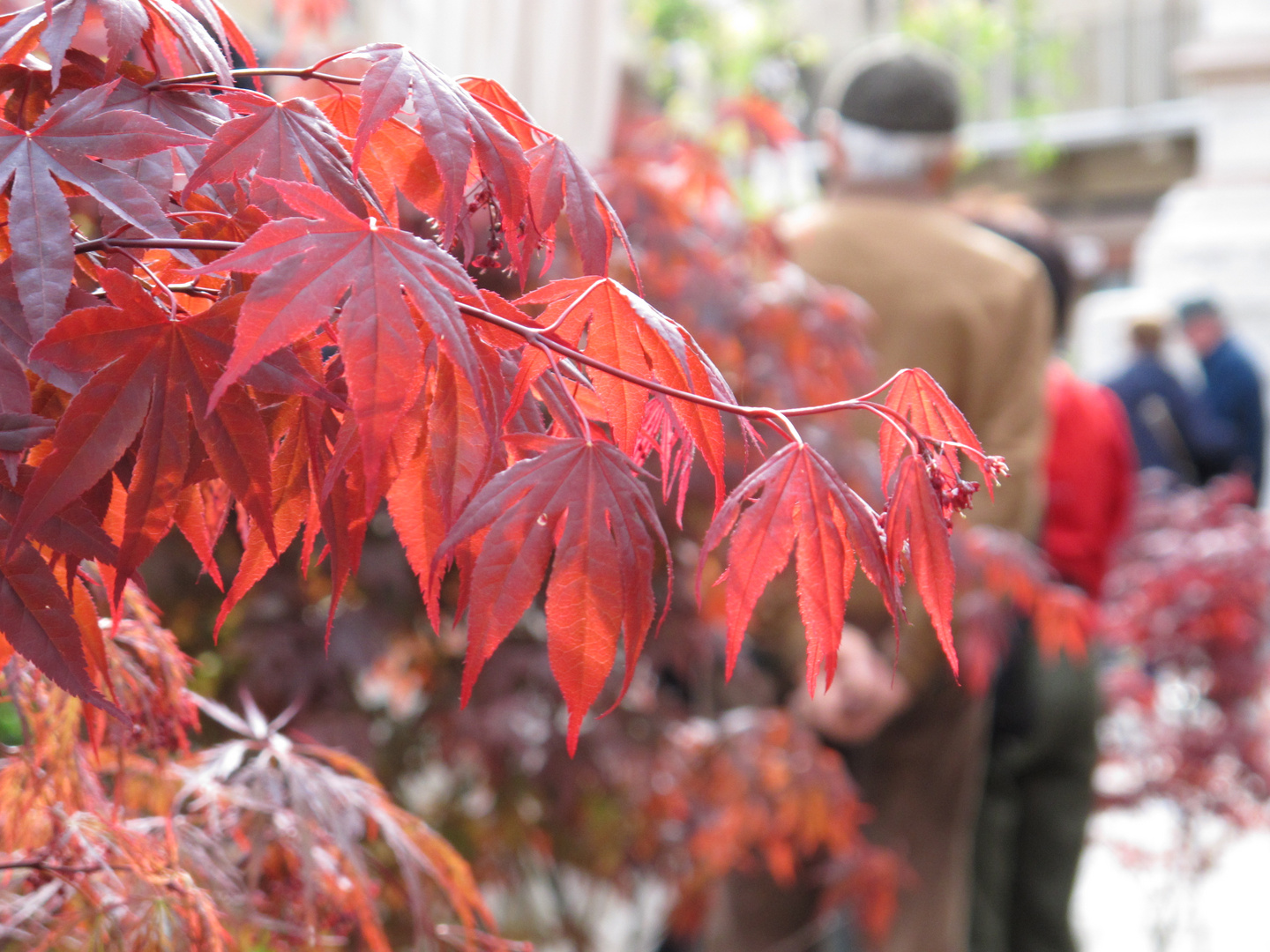 Mostra di fiori e piante in piazza