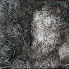 Mostra online di Biagio Donati "Burned textures" - 4.