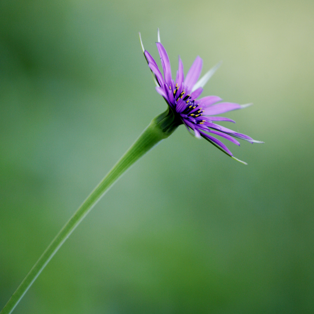 Mostra online di Daniela Pasquetti "La voce dei papaveri e altre storie di luce e di flora" - 1.