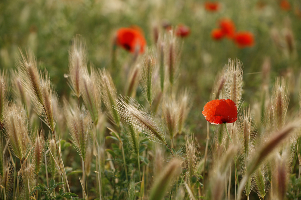 Mostra online di Daniela Pasquetti "La voce dei papaveri e altre storie di luce e di flora" - 2.