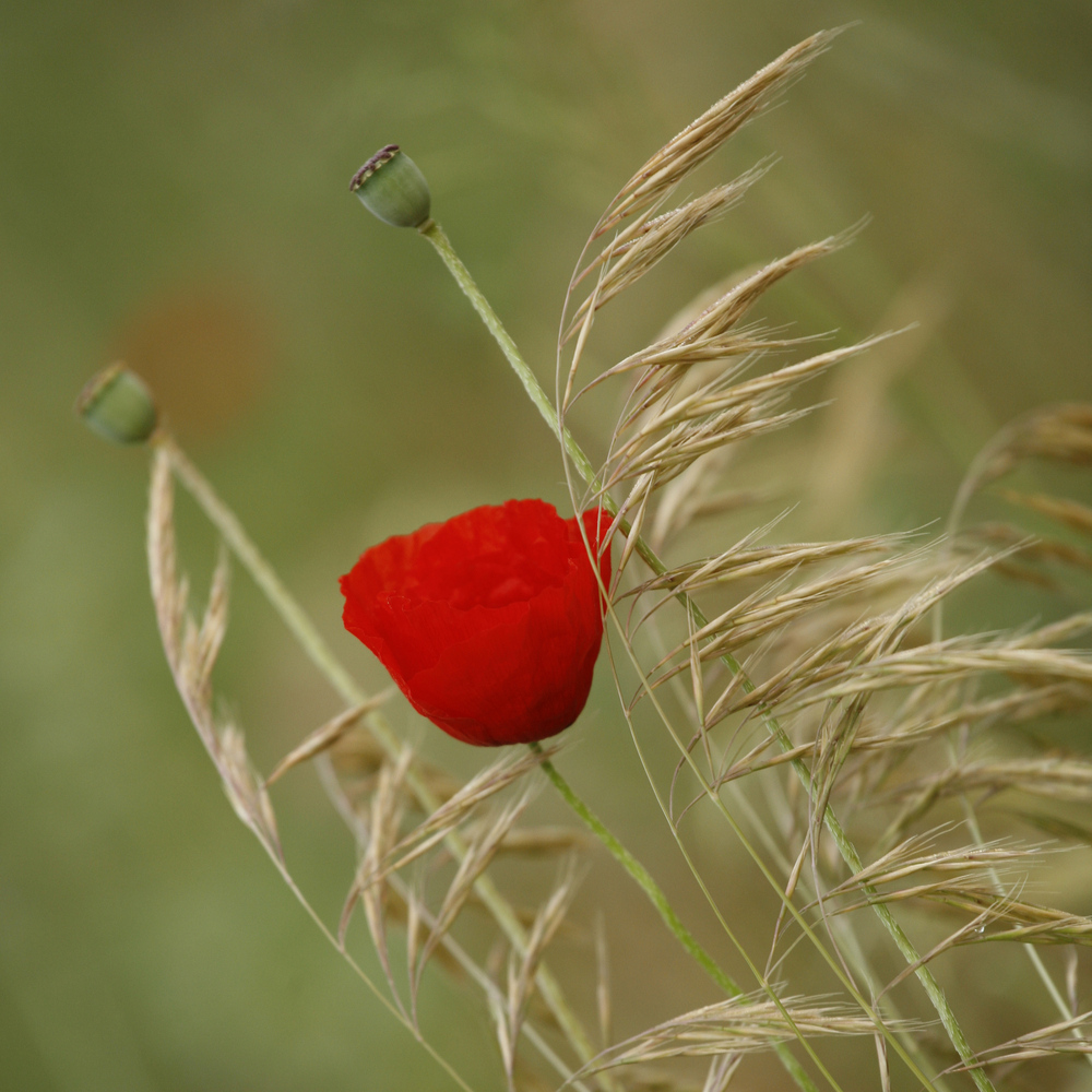 Mostra online di Daniela Pasquetti "La voce dei papaveri e altre storie di luce e di flora" - 5.