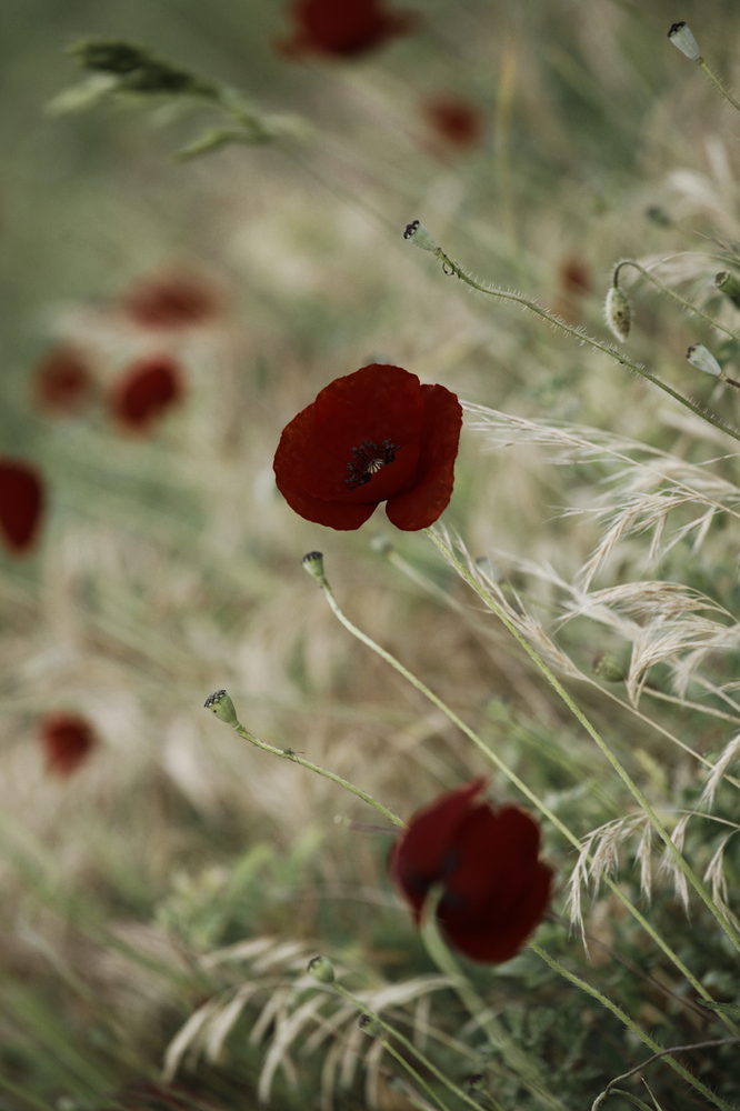 Mostra online di Daniela Pasquetti "La voce dei papaveri e altre storie di luce e di flora" - 6.