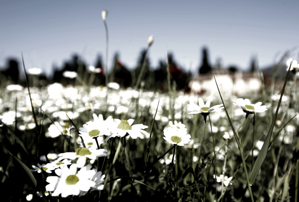 Mostra online di Daniela Pasquetti "La voce dei papaveri e altre storie di luce e di flora" - 8.