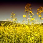 Mostra online di Daniela Pasquetti "La voce dei papaveri e altre storie di luce e di flora"