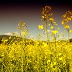 Mostra online di Daniela Pasquetti "La voce dei papaveri e altre storie di luce e di flora"