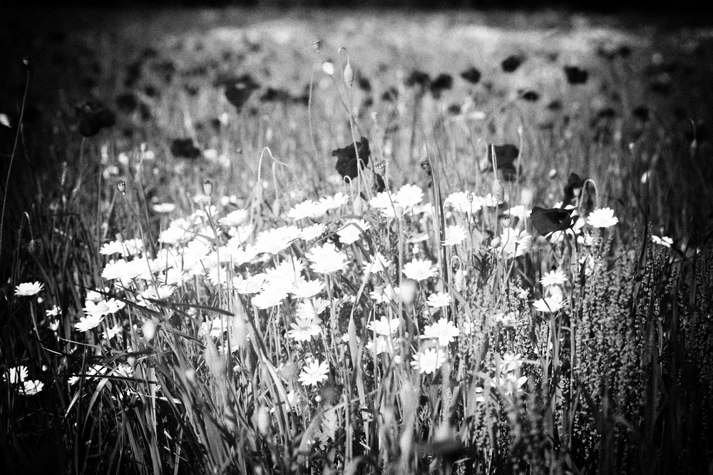 Mostra online di Daniela Pasquetti "La voce dei papaveri e altre storie di luce e di flora" - 9.