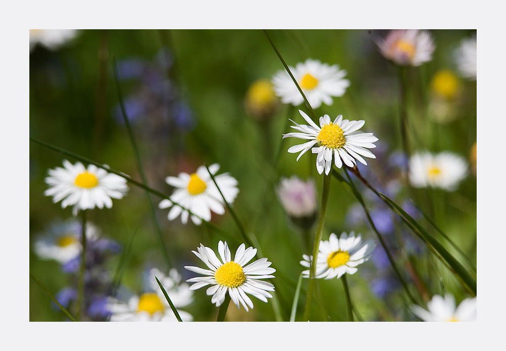 Mostra online di Diego Salom Pedemonti "Macro o close up?" - 5. Visti da vicino