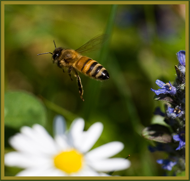 Mostra online di Diego Salom Pedemonti "Macro o close up?" - 6. In volo ... ed al volo