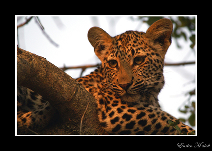 Mostra online di Enrico Maioli: La mia Africa - 3. Leopardo al tramonto