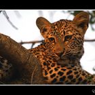 Mostra online di Enrico Maioli: La mia Africa - 3. Leopardo al tramonto